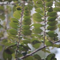 Ziziphus oenopolia (L.) Mill.